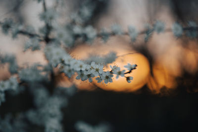 Close-up of yellow flower