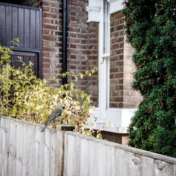 Ivy growing on house