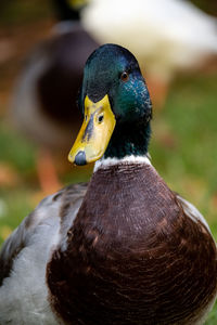 Close-up of duck