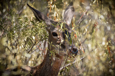 Close-up of deer