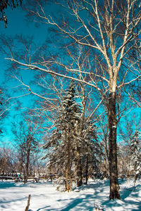 Bare trees on snow covered field against sky