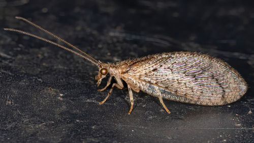 Close-up of insect