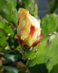 Close-up of wet flower blooming outdoors