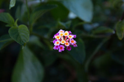 Close-up of pink flowering plant