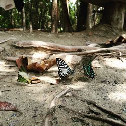 View of crab in forest