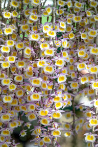 Full frame shot of yellow flowering plants