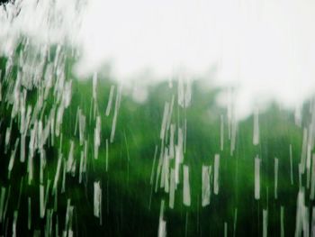 Close-up of wet grass on field during rainy season