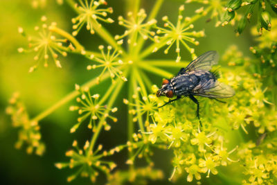 Close-up of butterfly pollinating on flower