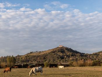 View of cows grazing on field against hill and sky