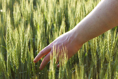 Close-up of hand touching wheat growing on field