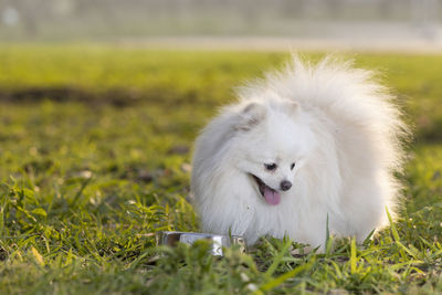 Close-up of white dog on field