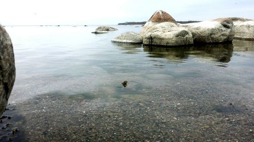 Duck swimming on lake against sky