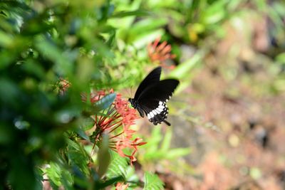 Close-up of butterfly perching on plant