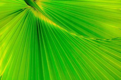 Full frame shot of palm leaves