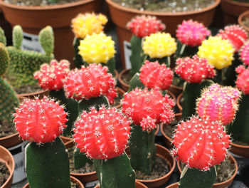 Colourful cacti in a flower shop 