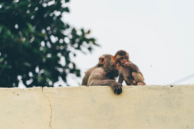 Monkeys by retaining wall against sky