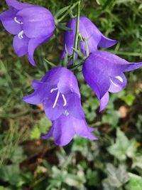 Close-up of purple flowering plant on field