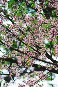 Low angle view of pink flowering tree