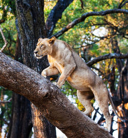 Wild animal  on tree