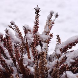 Close-up of snow covered plants on field