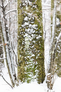 Close-up of tree trunk during winter