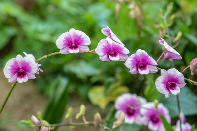 Close-up of pink flowering plant