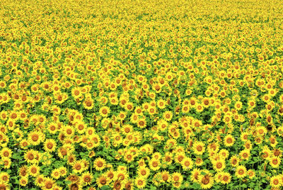 Full frame shot of yellow flowering plants