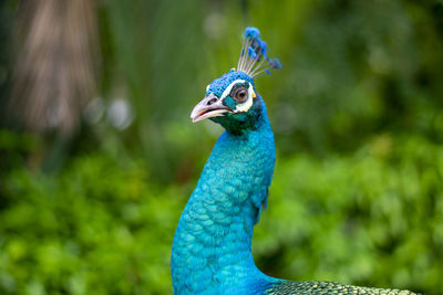 Close-up of a peacock