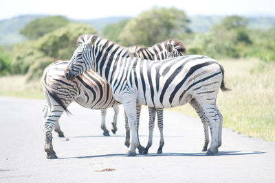 Side view of zebra standing on field