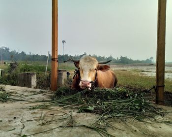 Cows in a field