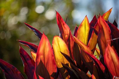 Close-up of red flowering plant