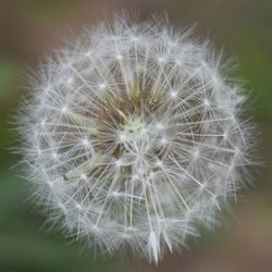 Close-up of dandelion on plant