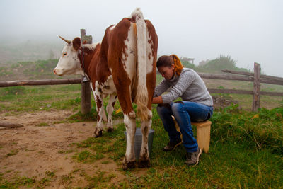 Girl at work milking a cow on a farm