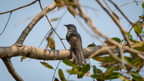 Low angle view of bird perching on branch