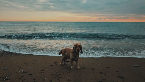 Dog on beach