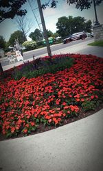 Close-up of red flowers