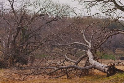 Bare tree in forest