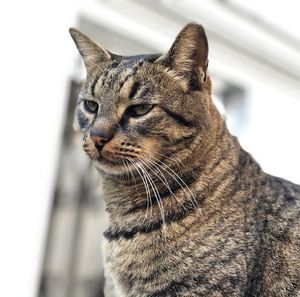 Close-up of a cat looking away