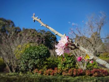 Close-up of pink flowers blooming in park