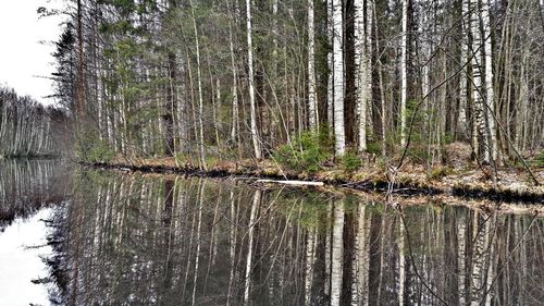 Scenic view of lake in forest