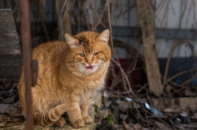 Close-up of ginger cat with a wound on its head