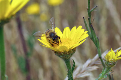 Close-up of bee pollinating on yellow flower