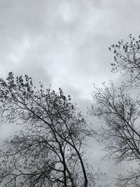 Low angle view of silhouette tree against sky