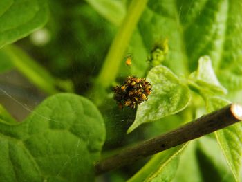 Close-up of insect on leaf