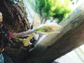 Close-up of leaves on tree trunk