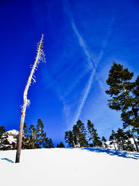 Low angle view of trees against sky