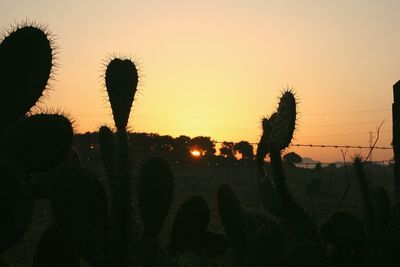 Close-up of silhouette cactus against sky during sunset