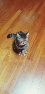 High angle view of a dog on hardwood floor