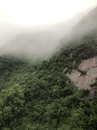 High angle view of trees in forest