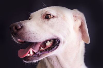 Close-up of dog looking away, blonde labrador 